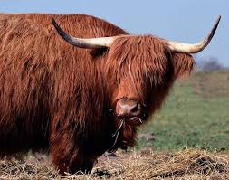 Szkocka krowa ciekawostki. Rasa Highland cattle, krowy