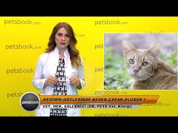 Kedimin Gozlerinde Neden Capak Olusur Youtube