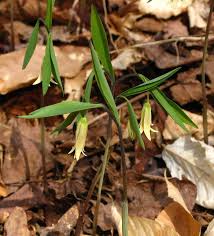 Image result for Clutia sessilifolia