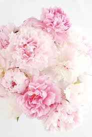Wie kann ich die wallpaper von den anderen herstellern herunterladen? Hintergrundbilder Pastell Rosa Rosa Blumen 530x792 Download Hd Wallpaper Wallpapertip