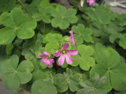 Image result for Emilia debilis