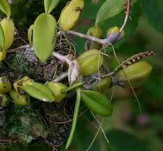 Image result for Bulbophyllum scaberulum