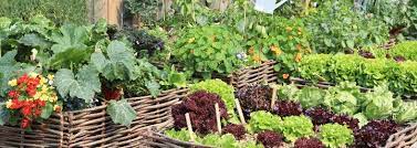 Draw out your vegetable beds, add plants and move them around to get the perfect layout. Vegetables All Year Round Www Gardenorganic Org Uk