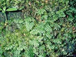 Image result for Hymenophyllum splendidum
