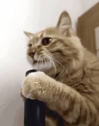 Гифки и гиф анимация, gif. Gatinhos Lustig Katze Gif On Gifer By Broadsmasher