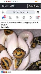 Ular Terlucu Di Dunia Lucu Gambar Solo