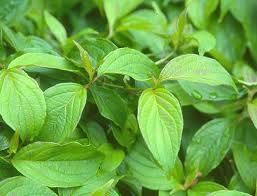 (aka kelsey's dwarf) one vendor has this plant for sale. Cornus Sericea Kelseyi Landscape Plants Oregon State University
