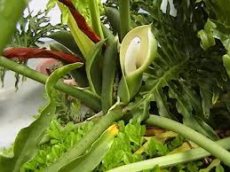 Philodendron Flower Plants Philodendron Plant Philodendron