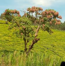 Image result for Hagenia abyssinica