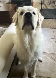 Cho tôi xem những bức ảnh chó con Pyrenees của bạn đi! : r/greatpyrenees