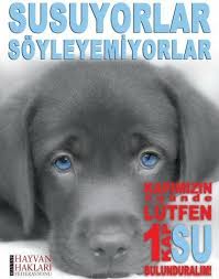 Minik Dostlarimiz Icin Yaz Boyunca Kapimizin Onunde Bir Kap Su Bulunduralim Hayvan Evcil Hayvanlar Kaptan