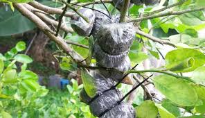 How to tut trees, good luck trying! Cara Mudah Tut Pokok Sendiri Startseite Facebook