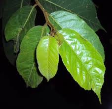 Image result for Antiaris toxicaria