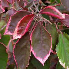 Image result for Acalypha polymorpha