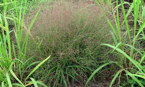 Image result for Eragrostis macrochlamys