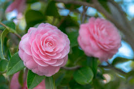 Check spelling or type a new query. The Biggest Mistakes To Avoid When Growing Camellia Flowers Southern Living