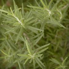 There are six species of this cacti, grouped into two categories: Garden Blog Chicago Botanic Garden