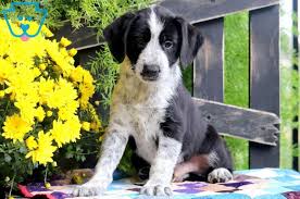 German shorthaired pointer puppy for sale in amboy, mn, usa. Scoop Australian Shepherd Mix Puppy For Sale Keystone Puppies