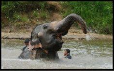 Kementerian air, tanah dan sumber asli. 8 Walkabout Pahang Ideas Pahang Walkabout Travel