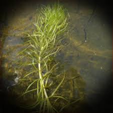 Image result for Lagarosiphon muscoides