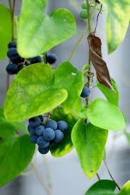 Image result for Cocculus hirsutus