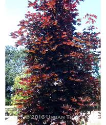 (photo courtesy of netps plant finder). Deciduous Ornamental Shade Acer Plat Crimson Sentry Urban Tree Farm Nursery