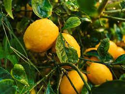 Meyer lemon tree care includes finding the right location for your tree. Everything You Need To Know About Meyer Lemon Trees This Old House