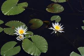 Image result for Nymphaeaceae