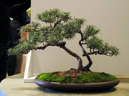 Image result for rosemary bonsai
