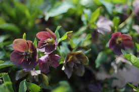 Perennial flowers for shade zone 7. 15 Shade Loving Plants For Your Cutting Garden Lovenfresh