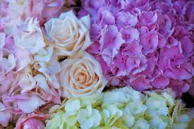 Check out this collection of brightly blooming hydrangea flower pictures and images. Earth Flower Hydrangea Pastel Pink Flower Rose White Flower Wallpaper 6016x4016 1232130 Wallpaperup