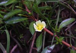 Image result for Ludwigia adscendens