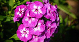 Garden phlox is a herbaceous perennial wildflower native to eastern north america that blooms from late summer to early fall. Garden Phlox Phlox Paniculata Growing And Care