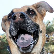 We 39 Ve All Seen The Blue Black Tongue Of The Shar Pei And Chow Chow Why Do Other Dogs Have Black Spots On Their Tongues Is D Dogs Pet Health Tongue Health