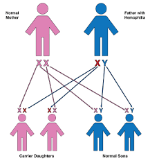 That implies that females can either be homozygous recessive for a given. How Hemophilia Is Inherited Genetics Hog Handbook Hemophilia Of Georgia