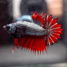Pin On Beautiful Betta Fish