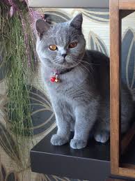 British Animals Cute Cats Cats