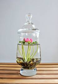Reserved Tiny Pink Lotus Water Lily Terrarium In Glass Vase Etsy Indoor Water Garden Plants House Plants