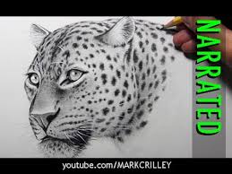 How to draw a leopard face. How To Draw A Leopard Narrated Step By Step Youtube