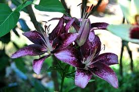 Wenn sie diese rechtzeitig und in ausreichendem maß bekommen, bricht ihre blühzeit pünktlich an. Lilien Tipps Zu Standort Und Pflege Sowie Vermehren Und Uberwintern