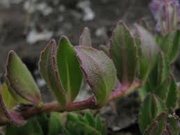 Image result for Aeollanthus repens