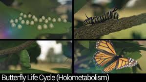 Download Butterfly Life Cycle Holometabolism By Argyr Videohive