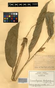 Image result for Sarcophrynium brachystachyum