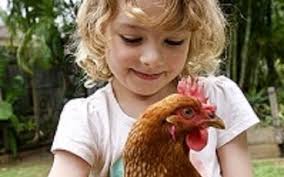 Petition Do you want to support backyard chickens in Coppell, Texas?