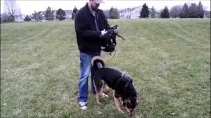 The hip hound mobility brace is made by ortho dog a company that specializes in all kinds of. Ortho Dog Mobility Braces For Dogs Youtube