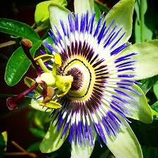 Passionsblume Im Garten Passiflora Bluten Blutenzauber Gartenfreude Sommerspass Blumenfreude Fantastisch Instagram Instagram Photo Photo