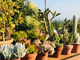 De plus, un excès d'humidité crée. Jardin Osez Planter Ca Pousse