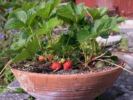 Profitez du plaisir de grappiller ces fruits sucrés et parfumés même sans jardin ! Fraisiers Conseils Pour Bien Les Planter Au Printemps