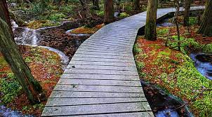 Burlingame loop trail (red) 1.52 miles 3. Atlantic White Cedar Swamp Trail On Cape Cod On The Alltrails App Cape Cod Blog