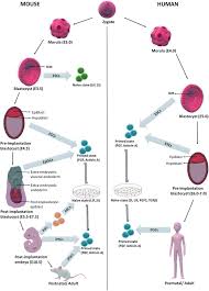 2 full sized illustration pages with text explaining multipotent and pluripotent cells. The Quest For Pluripotency A Comparative Analysis Across Mammalian Species In Reproduction Volume 158 Issue 3 2019